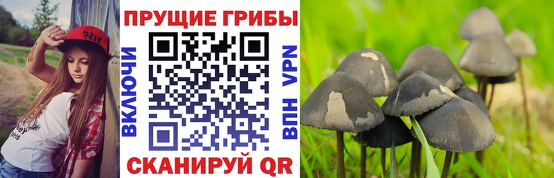 Псилоцибиновые грибы Psilocybe  купить  цена  Вичуга 